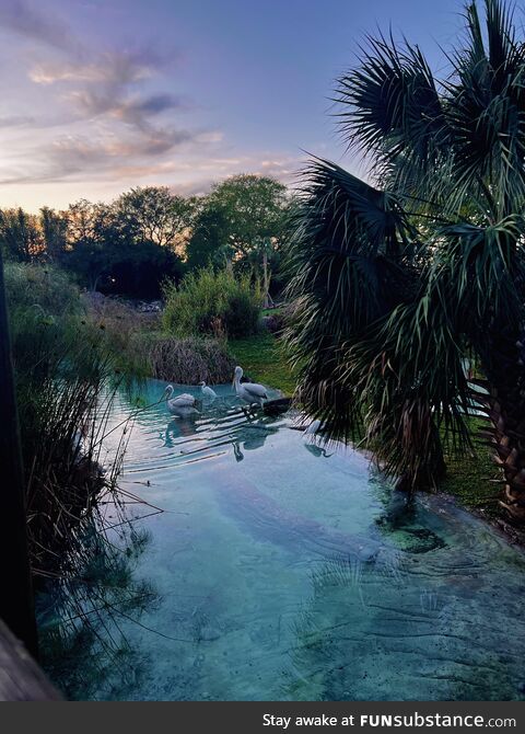 Picture I took at busch gardens that I thought was pretty cool