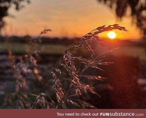 I enjoyed a corny sunset this evening [OC]