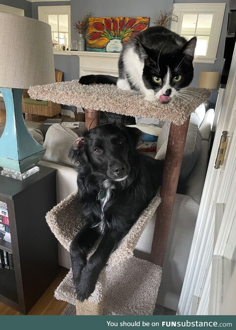 One of these things is not a cat