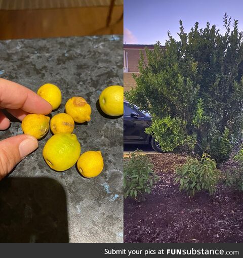 [OC] Just moved in, decent sized lemon tree, they are super potent in flavor but just so