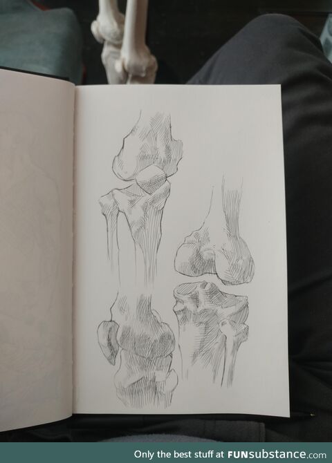 [OC] anatomy sketches in pen