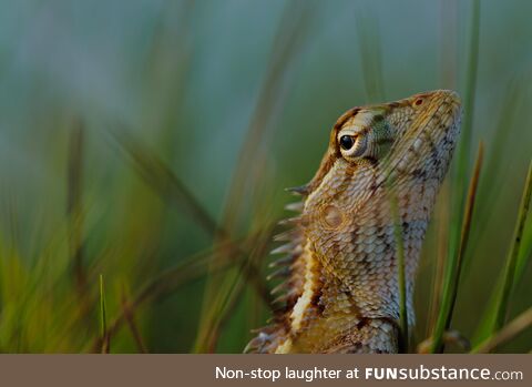[OC] Oriental Garden Lizard (Calotes versicolor) resting in tall grass near Chennai, India