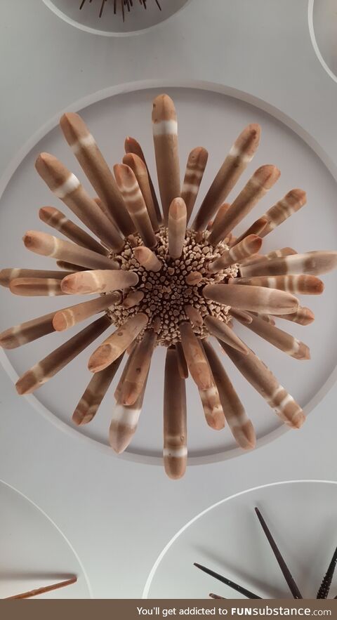 Sea Urchin at Minnesota Science Museum