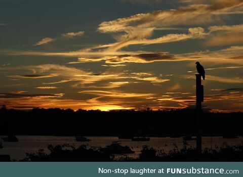 Hawk enjoying a sunset in Massachusetts [OC]