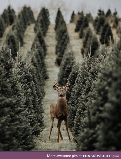 Here you can find Christmas trees around a buck