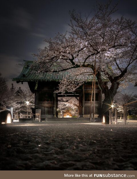 Night cherry blossom, tokyo japan