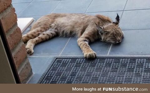 Wild bobcat decides to take a quick nap on the front porch Arizona US