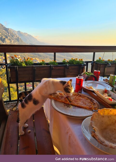 Cat having dinner in Albania