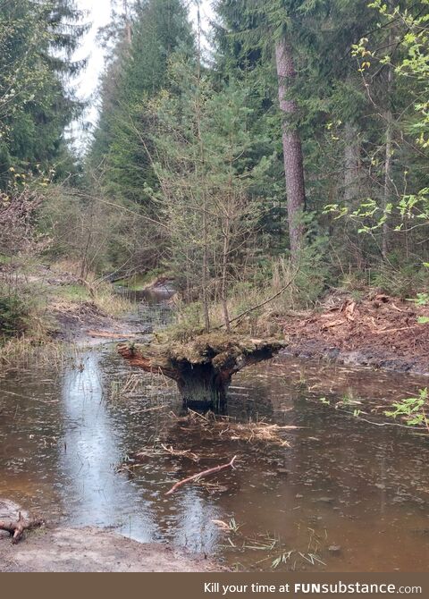 [OC] This stump is also an island