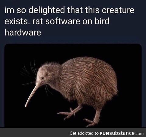 The Kiwi