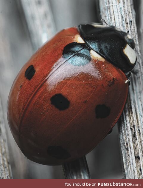 Lady bug I snapped a pic of in my back yard