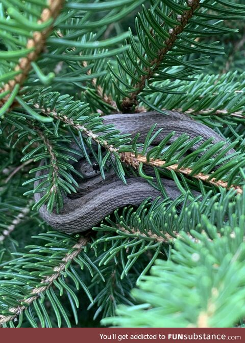 Lovely little redbelly snake sleeping in a pine that we spotted during a hike