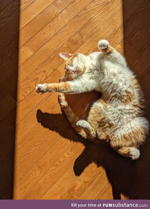 Sunny kitty