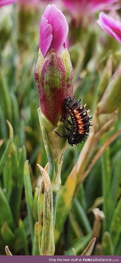 [OC] Ladybug (Ladybird) Larvae About to Transition into its Pupa Stage