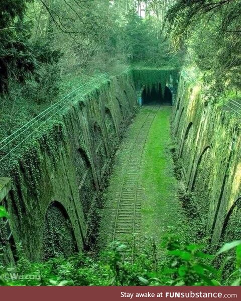 Nature overtakes an abandoned tunnel in France