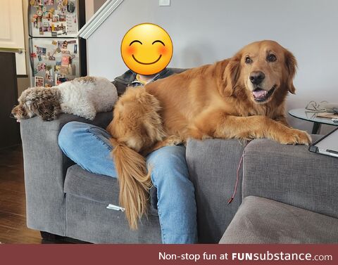 [OC] Our golden gets jealous when the neighbor's lap dog comes to visit