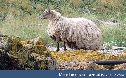 Picture of Fiona the sheep prior to being rescued after being stranded for two years