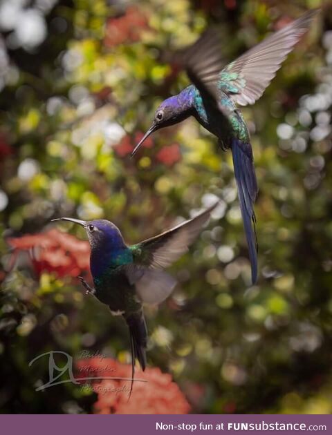 Swallow-tailed hummingbirds