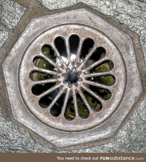 The Shower Drain Has Eyes