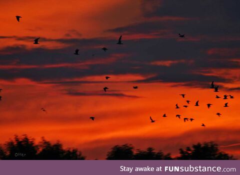 Sunset birds over a local lake
