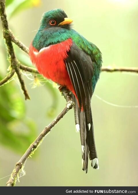 Masked trogon, andes, colombia