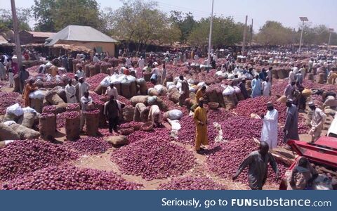 Onion market in Aliero Nigeria