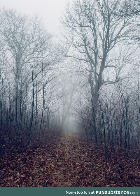 A walk through the woods (OC)