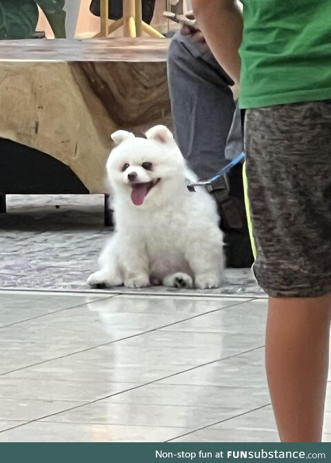 Saw this dog at the Walmart the other day too cute