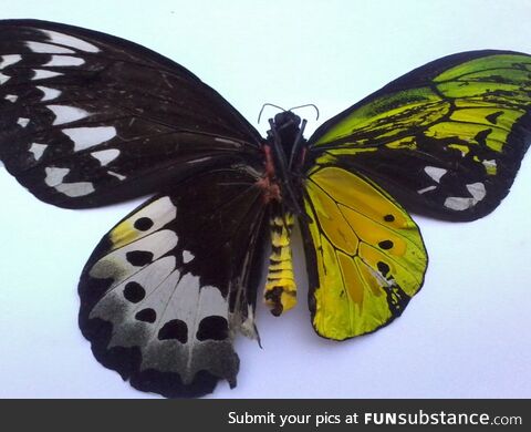 Gynandromorphs! Butterflies with one female wing and one male wing