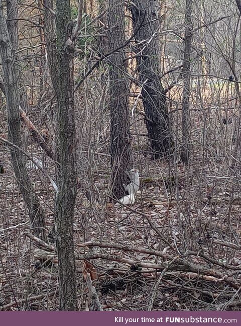 Finally got a picture of the albino squirrel that was in my area