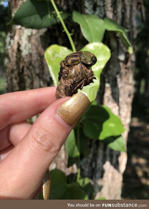 A Cicada that did not complete its molt!