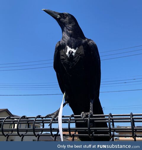 Crow with suit