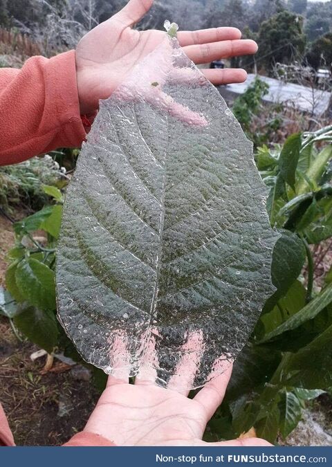 Perfectly preserved ice layer from a leaf (not my photo)