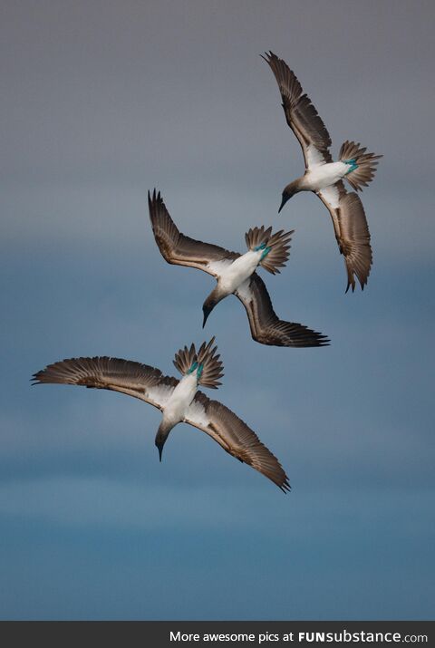 Merged 3 shots of a blue-footed booby going into a dive