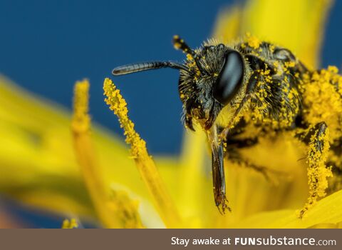 Sweat Bee Cleaning its Proboscis