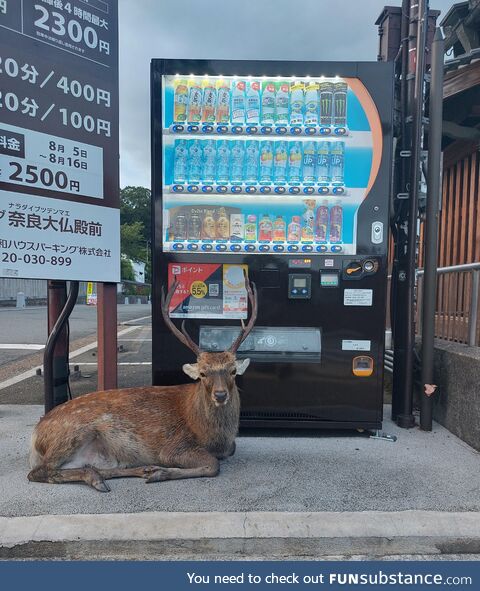 Nara, japan