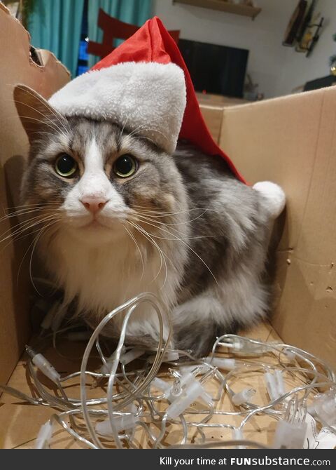 Brace yourself, christmas cat is coming