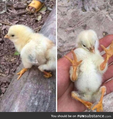 Chicken with genetic defect
