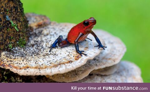 Mesmerizing and highly toxic Strawberry Poison Dart Frog on a mushroom