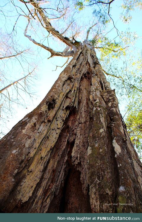[OC] Big tree at Hillsborough River State Park