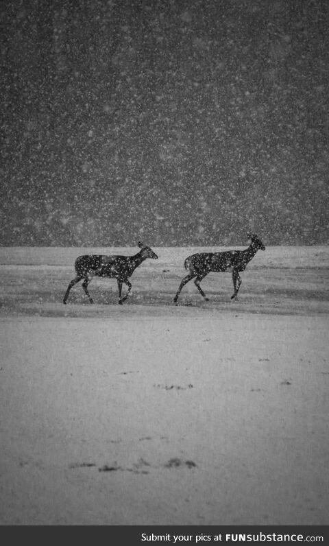 Deer in snowstorm — Michigan