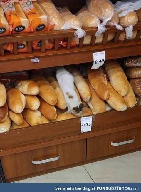 Day 3. They still think I'm white bread !