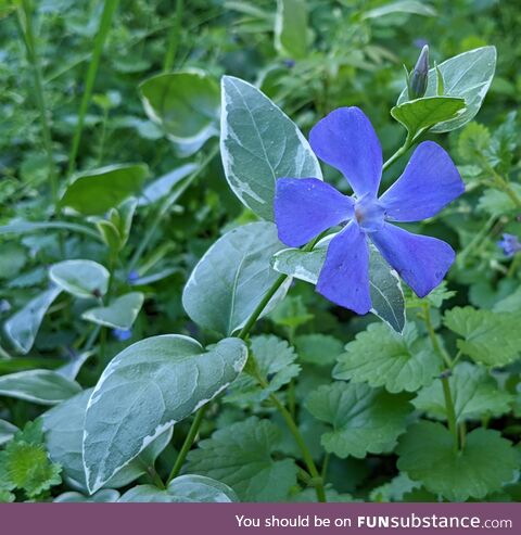 [OC] Wildflower in my unkempt lawn this morning