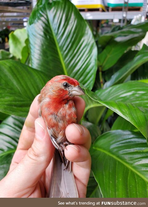 This beautiful House Finch I accidentally caught