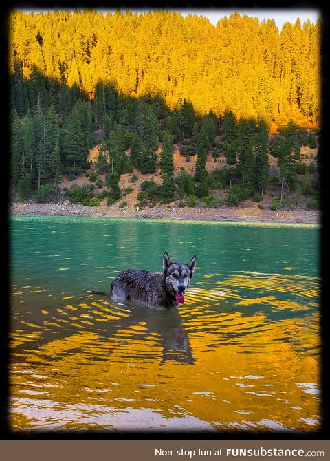 (OC) Picture I took of my dog Geode. McCloud Reservoir, CA