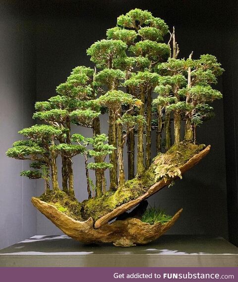 Bonsai Forest by Masahiko Kimura