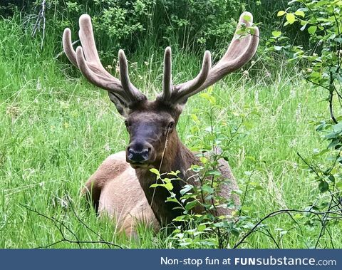 Elk my dad found in our yard. Bro must’ve gotten super lost. Elk shouldn’t exist in