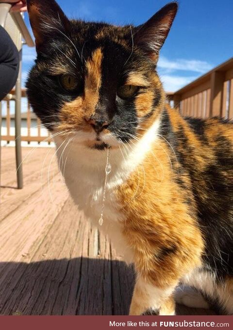 Pictures, My 24 year old cat, who loves sunshine and drools when she purrs