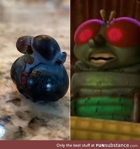 This blueberry looks like one of the fly brothers from Bug’s Life