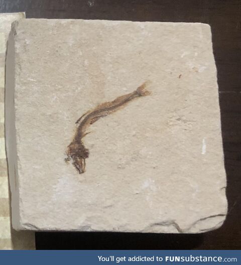 Picture of a 100 million year old fish fossil from Jbeil, Lebanon